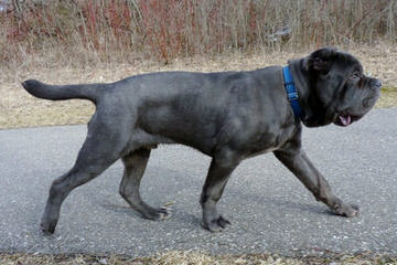 English Mastiffs - Dog Breeders