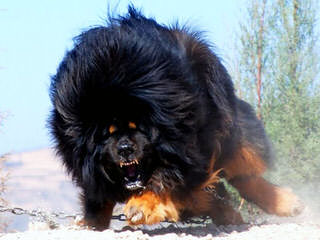 Snow Lion White Tibetan Mastiffs - Dog Breeders