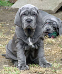 Mastiff Puppies For Sale - Dog Breeders