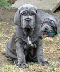 Cane Corso - Dog and Puppy Pictures