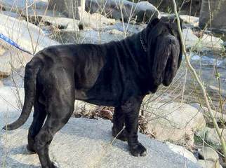 4 Year Old Breeding Female For Sale - Dog Breeders