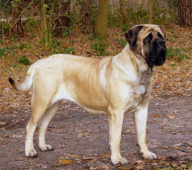 Creekside Mastiffs - Dog and Puppy Pictures