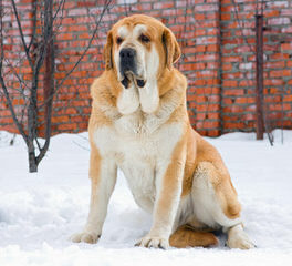 Champion Sired - Dog Breeders