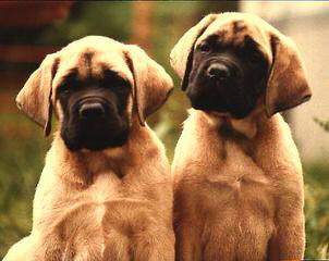 Mastiff Pups Big & Lovable - Dog Breeders