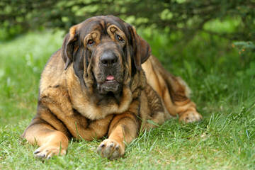 Hopeful Hollow Mastiffs - Dog and Puppy Pictures