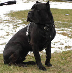 Matanuska Mastiffs - Dog Breeders