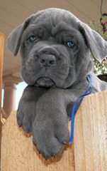 English Mastiff Puppies - Dog and Puppy Pictures