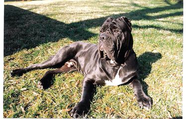 Goliath Mastiffs - Dog Breeders