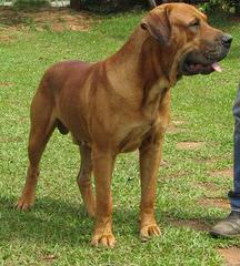 Mastiff Pups Big & Lovable - Dog Breeders