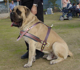 English Mastiffs - Dog and Puppy Pictures