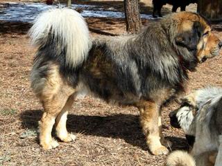 English Mastiff Breeder - Dog Breeders