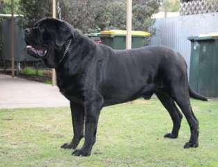 English Mastiff Puppies - Dog Breeders