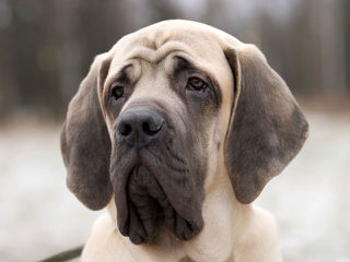 King’s Mastiffs and Bloodhounds - Dog and Puppy Pictures