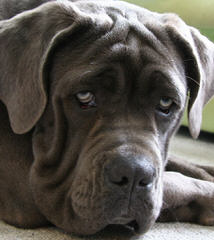 English Mastiffs - Dog Breeders