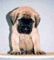 Goliath Mastiffs - Dog Breeders