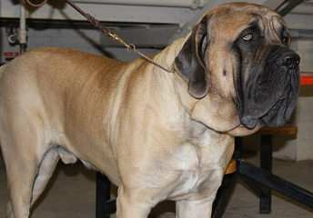 Faith Walk Mastiffs - Dog Breeders