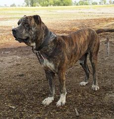 mendeltna mastiffs - Dog Breeders