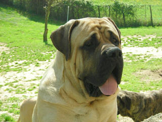 Red Dragon Kennel – English Mastiff, English Bulldog, Dosa Korean Mastiff, Tosa Inu - Dog Breeders