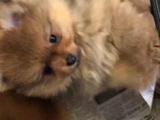 MCTAVISH POMERANIANS - Dog and Puppy Pictures