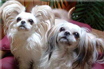Star Quality Mi-Ki’s – Puppies Available! - Dog Breeders