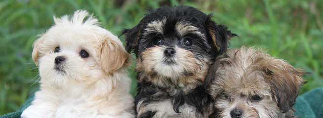 CUTE-N-CUDDLY MI-KIS - Dog Breeders