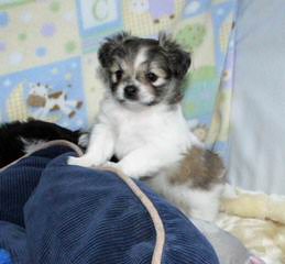 Coton De Tulear - Dog Breeders