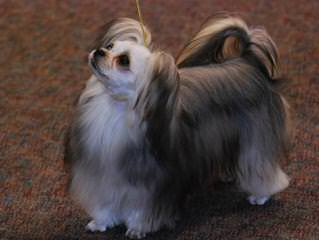 Elegant Tiny Paws - Dog Breeders