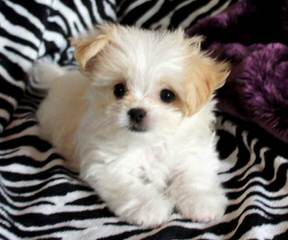 Star Quality Mi-Ki’s – Puppies Available! - Dog Breeders