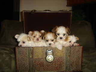 Beautiful Coton De Tulears, Havanese And Mi-Ki’s - Dog Breeders