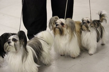 Tristate Mi-Kis - Dog Breeders