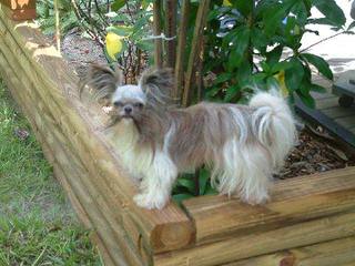 Beautiful Coton De Tulears, Havanese And Mi-Ki’s - Dog Breeders