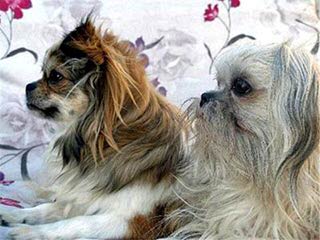 precious - Dog Breeders