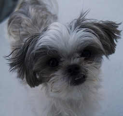 Miki +Nr1 World Coton De Tulear-Woodland.Cottage - Dog Breeders