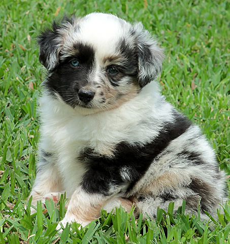 shepherd miniature australian dog puppy