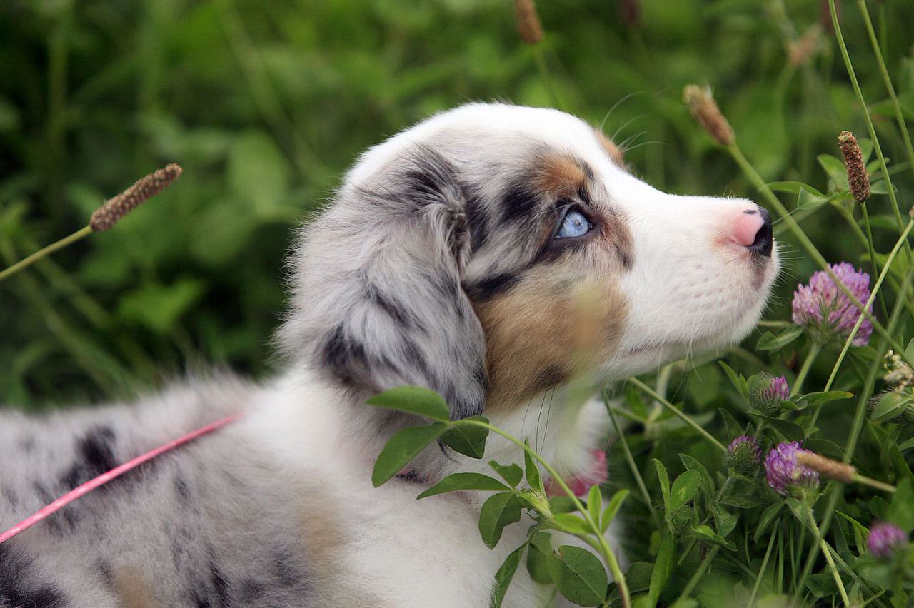 Miniature Australian Shepherd Dogs and Puppies