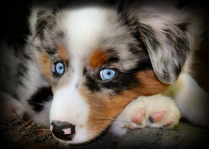 Miniature Australian Shepherd Dogs and Puppies