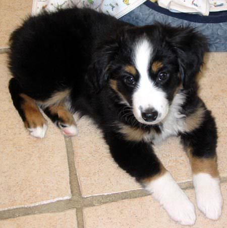 shepherd miniature australian dog puppy