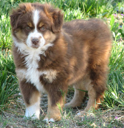 shepherd miniature australian dog puppy