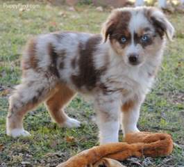 4B Farms Aussies - Dog Breeders