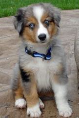 Waterfall Miniature American Shepherds - Dog Breeders