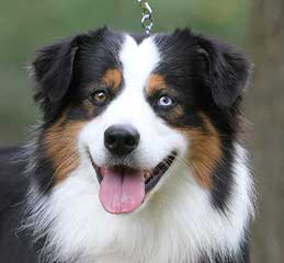 Crooked Creek Mini & Toy Aussies - Dog Breeders