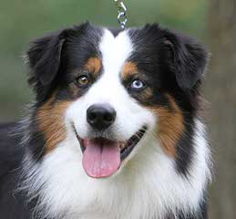 Barkl Miniature Australian Shepherds - Dog Breeders