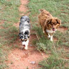 Cross K Mini Aussies - Dog and Puppy Pictures