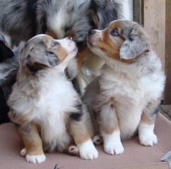 Miniature Australian Shepherds At Runamok Farm! - Dog Breeders