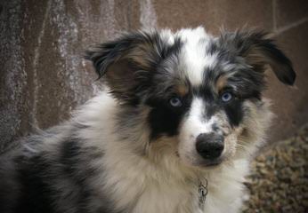 Nelson Ranch Mini Aussies - Dog Breeders