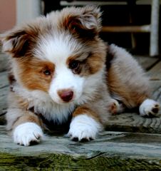 Quality Mini Australian Shepherds - Dog and Puppy Pictures