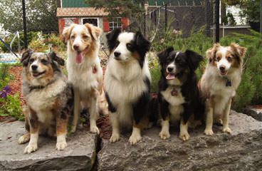 Tini Thyme Mini Aussies - Dog Breeders