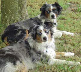 Coal Dust Mini Aussies, Home Of Champions - Dog and Puppy Pictures