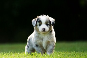 Naci’s Aussies - Dog Breeders