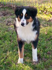 Roome’s Premium Miniature Australian Shepherds - Dog and Puppy Pictures